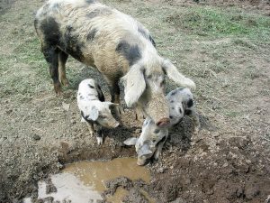 Schweinefamilie beim "Schlammbaden"