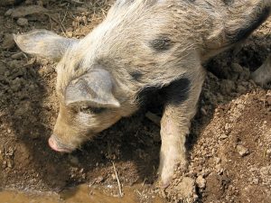 Ferkel im Schlamm