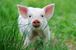 Piglet,On,Spring,Green,Grass,On,A,Farm